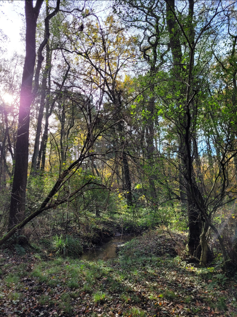 Letzter Stopp des Spaziergangs  mit Holger Sticht war ein kleiner  Erlen-Eschen-Auenwald - ein prioritärer Lebensraumtyp, also ein vom Verschwinden be- drohter Wald. 