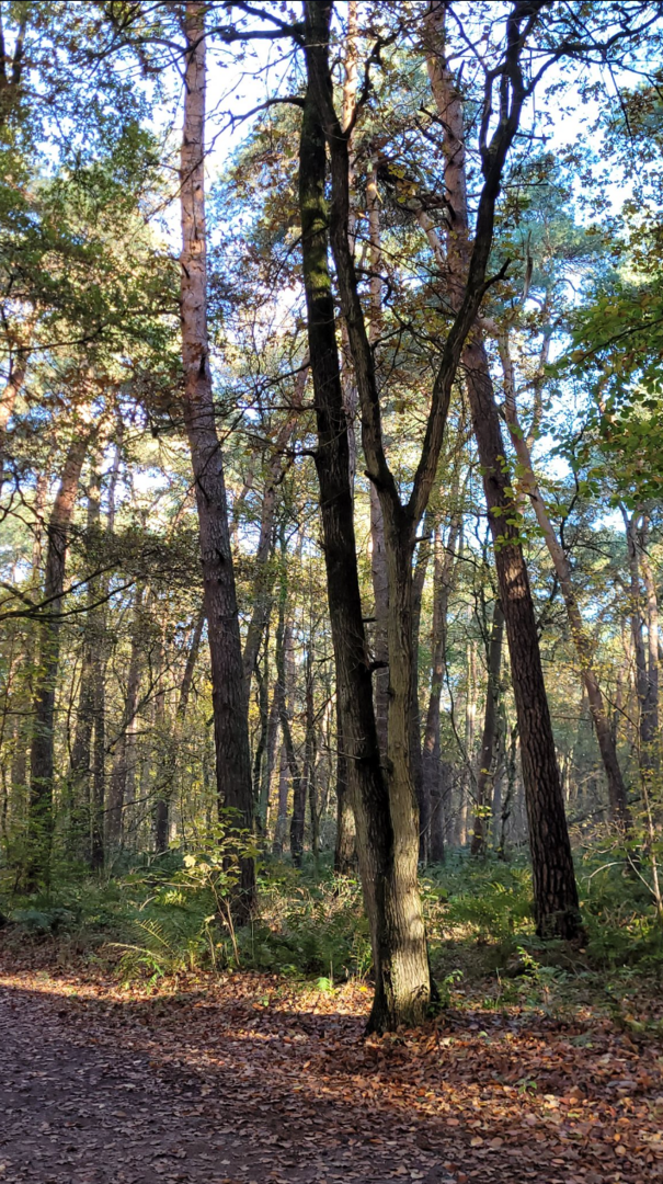 Ein ehemaliger Kiefernforst, der nicht mehr betrieben wird und daher "Wildwuchs" sichtbar ist. Die  Natur ist nicht aufzuhalten.