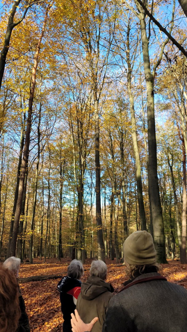 Buchenforst/plantage. Alle Bäume gleich alt, gleich lang,  engstehend und astfrei. Unten alles  kahl und leer, da zu wenig Platz und  Licht für Pflanzen, Büsche und andere  Bäume da ist, was aber auf eine Baumplantage auch gewollt ist