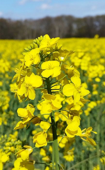 blühendes Rapsfeld, im Vordergrund ist eine große gelbe Rapsdolde zu sehen 